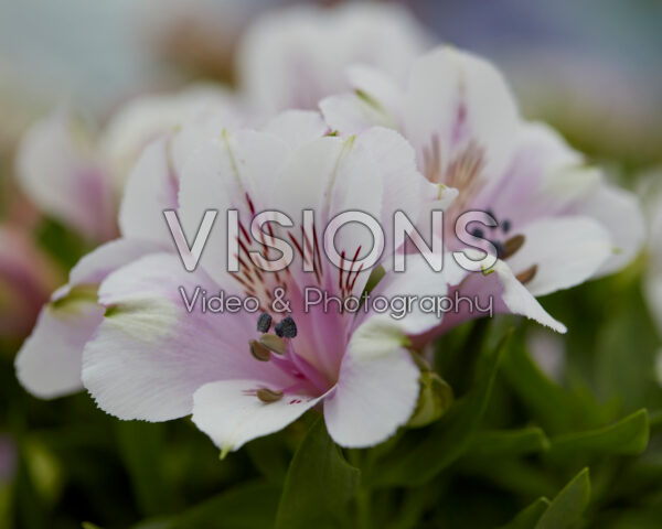 Alstroemeria Inticancha Moon Alstroemeria Inticancha Moon
