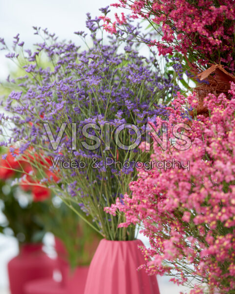 Limonium Kansas Blue