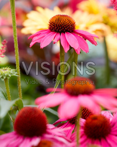 Echinacea roze Echinacea roze