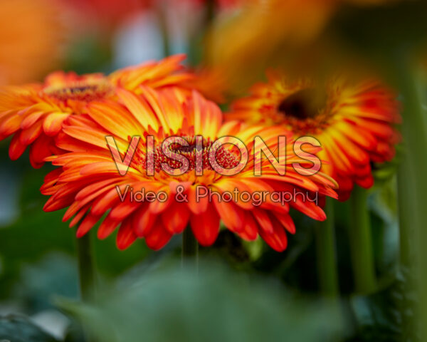 Gerbera Volcanoes Gerbera Volcanoes