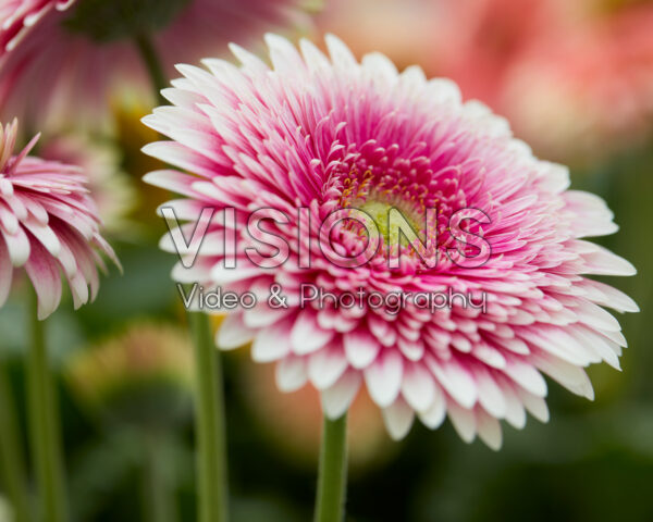 Gerbera Monte Viso Gerbera Monte Viso
