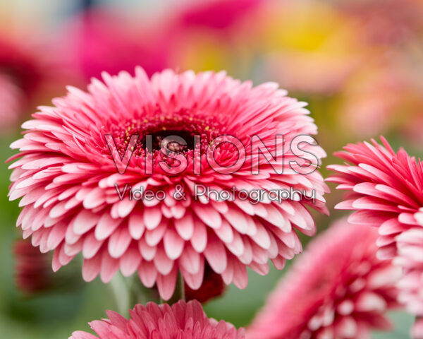 Gerbera Patio Daintree