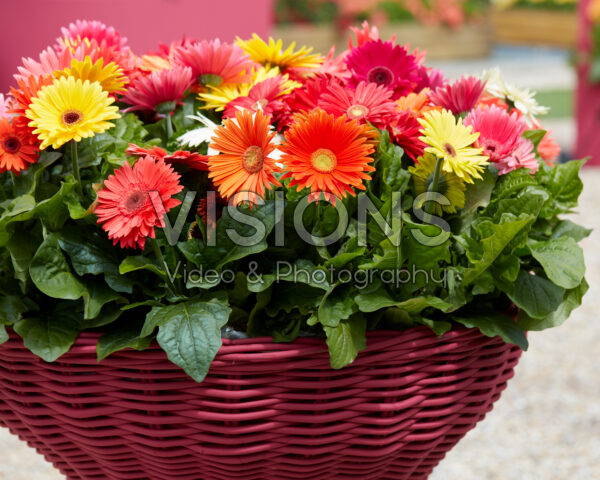 Gerbera gemengd Gerbera gemengd