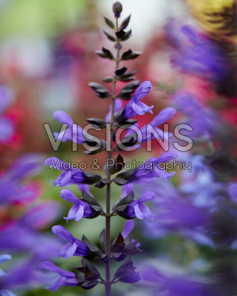 Salvia Salgoon Lake Onega Improved Salvia Salgoon Lake Onega Improved