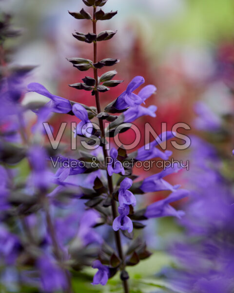 Salvia Salgoon Lake Onega Improved Salvia Salgoon Lake Onega Improved