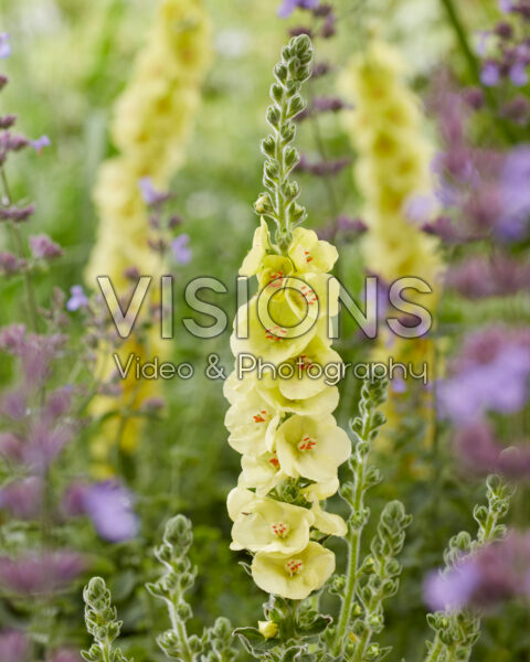 Verbascum Primrose Path Verbascum Primrose Path