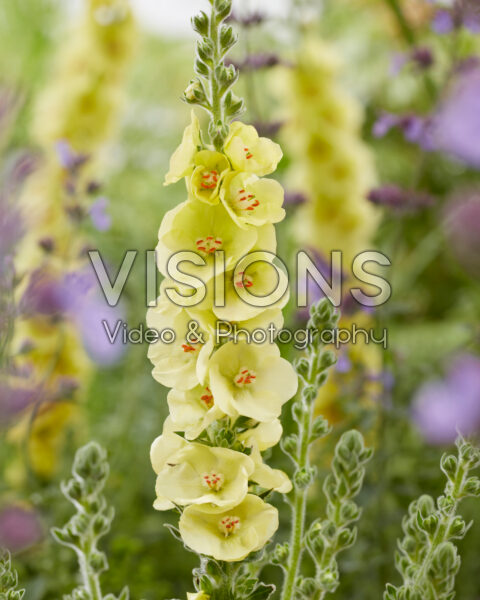 Verbascum Primrose Path Verbascum Primrose Path