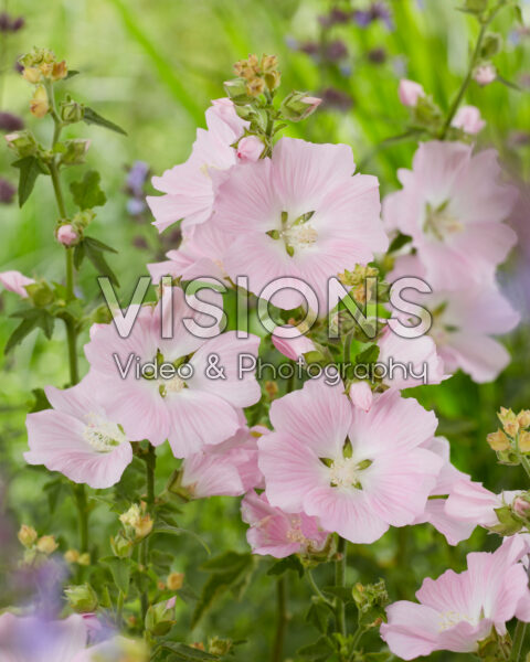 Lavatera Marshmallow Strawberry Cream Lavatera Marshmallow Strawberry Cream