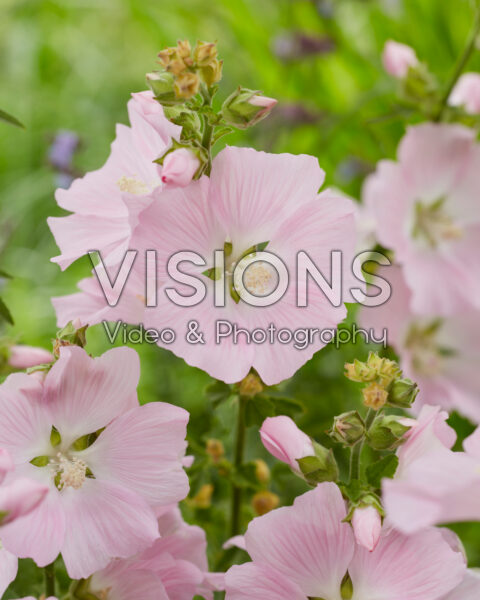 Lavatera Marshmallow Strawberry Cream Lavatera Marshmallow Strawberry Cream