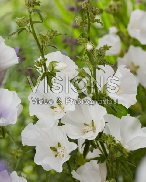 Lavatera Marshmallow Ice White Lavatera Marshmallow Ice White