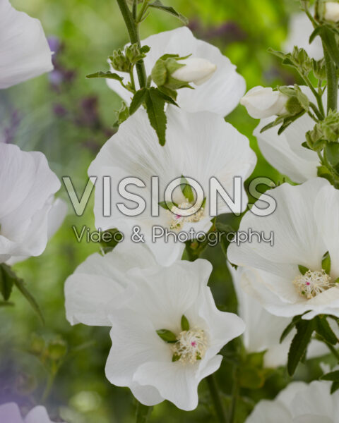 Lavatera Marshmallow Ice White Lavatera Marshmallow Ice White