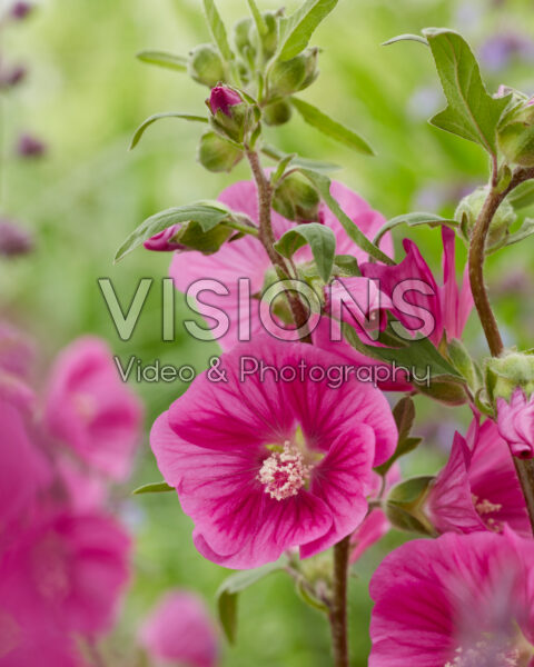 Lavatera Ruby Star Lavatera Ruby Star