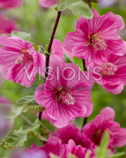 Lavatera Red Rum Lavatera Red Rum