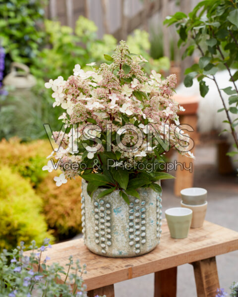 Hydrangea paniculata Prim'Red Hydrangea paniculata Prim'Red