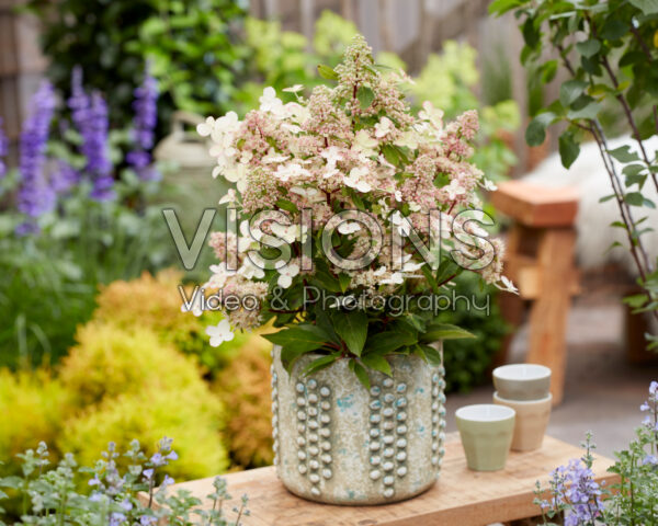 Hydrangea paniculata Prim'Red