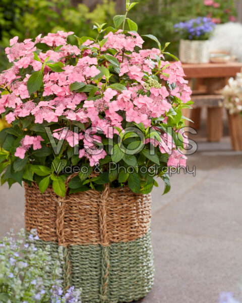 Hydrangea macrophylla roze Hydrangea macrophylla roze