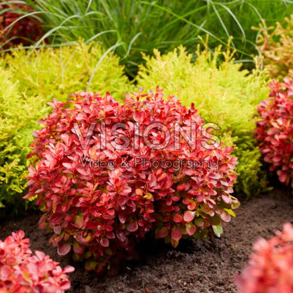 Berberis thunbergii Lutin Rouge Berberis thunbergii Lutin Rouge