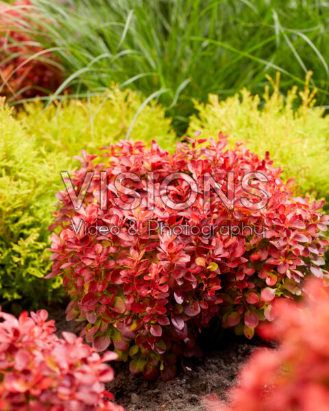 Berberis thunbergii Lutin Rouge Berberis thunbergii Lutin Rouge