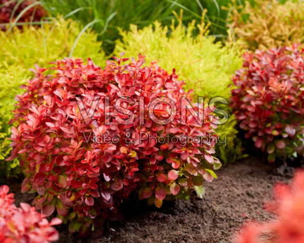 Berberis thunbergii Lutin Rouge Berberis thunbergii Lutin Rouge