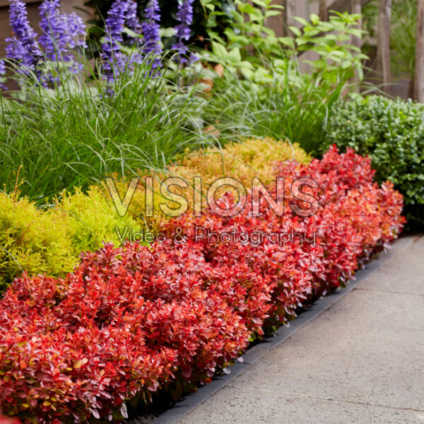 Berberis thunbergii Lutin Rouge Berberis thunbergii Lutin Rouge