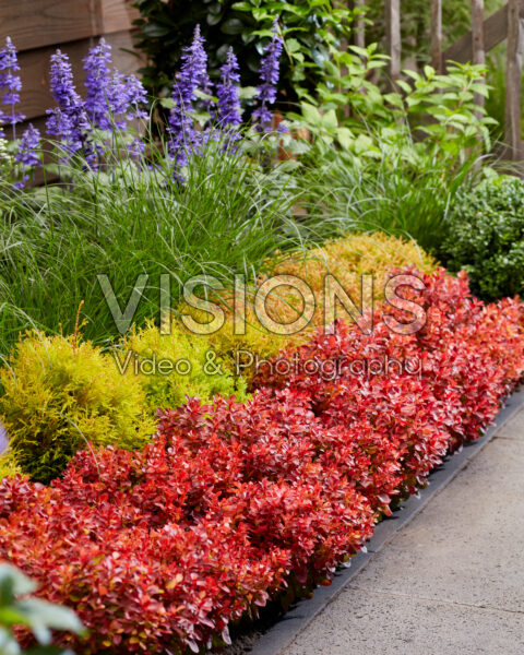 Berberis thunbergii Lutin Rouge Berberis thunbergii Lutin Rouge