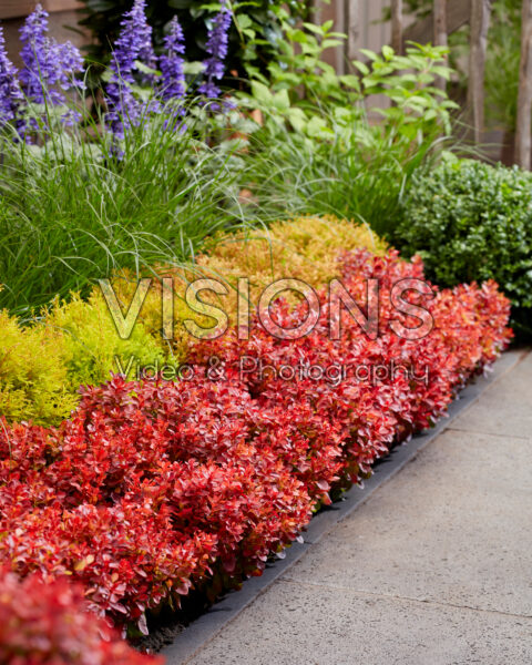 Berberis thunbergii Lutin Rouge