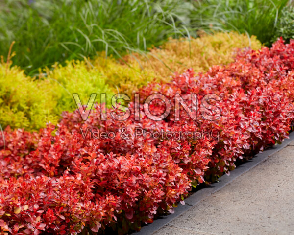 Berberis thunbergii Lutin Rouge Berberis thunbergii Lutin Rouge