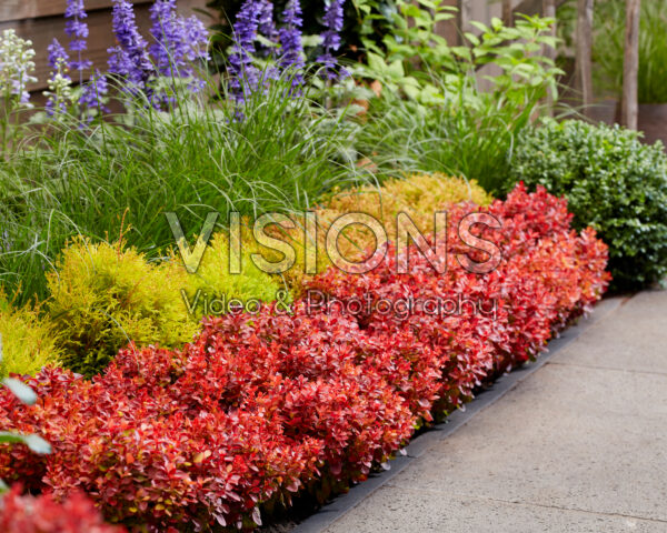 Berberis thunbergii Lutin Rouge Berberis thunbergii Lutin Rouge