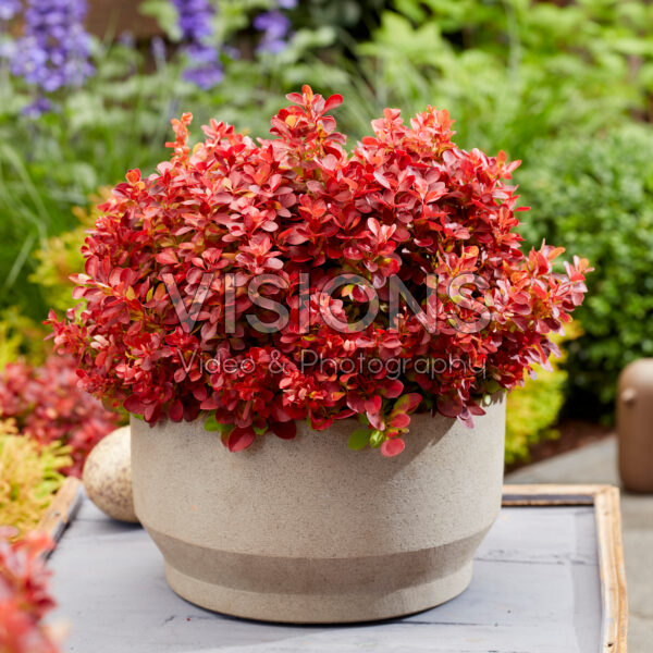 Berberis thunbergii Lutin Rouge