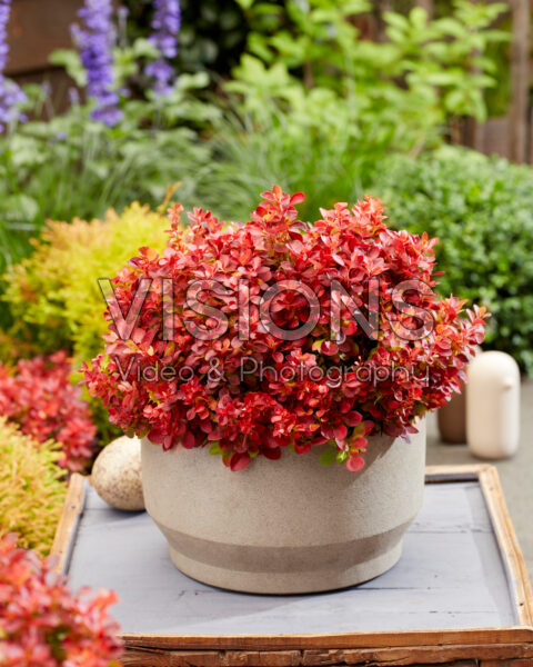 Berberis thunbergii Lutin Rouge