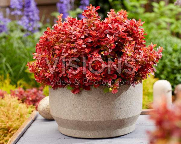 Berberis thunbergii Lutin Rouge Berberis thunbergii Lutin Rouge