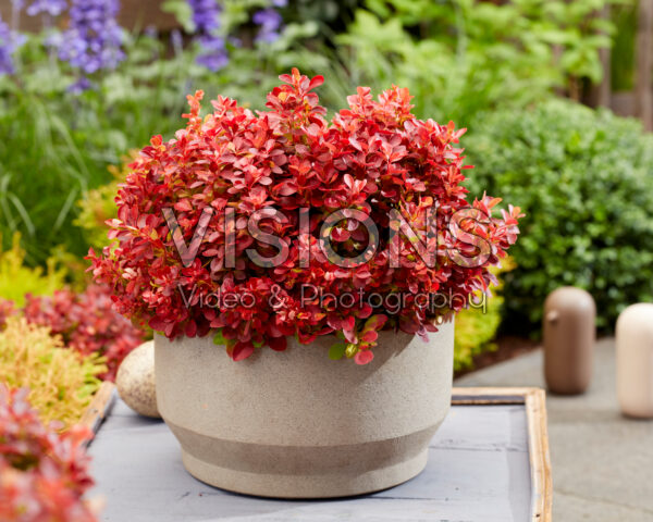 Berberis thunbergii Lutin Rouge
