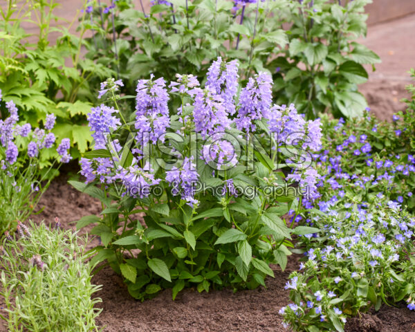 Nepeta Mr Blue Sky Nepeta Mr Blue Sky