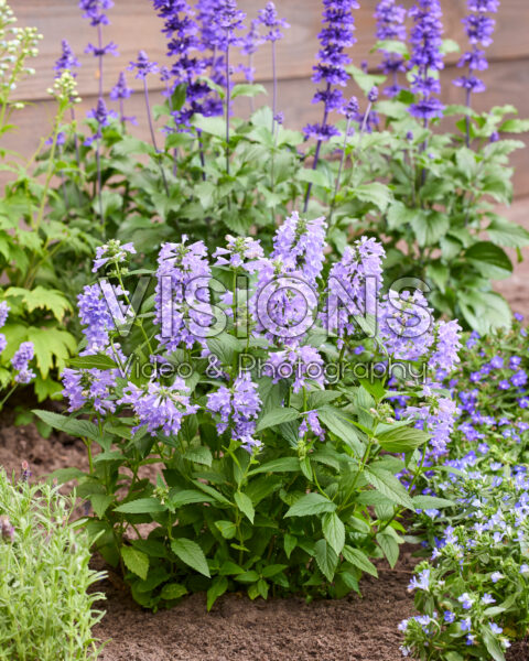Nepeta Mr Blue Sky Nepeta Mr Blue Sky