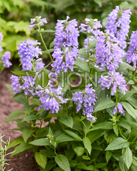 Nepeta Mr Blue Sky Nepeta Mr Blue Sky