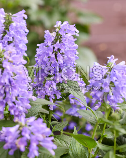 Nepeta Mr Blue Sky Nepeta Mr Blue Sky