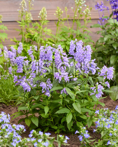 Nepeta Mr Blue Sky Nepeta Mr Blue Sky