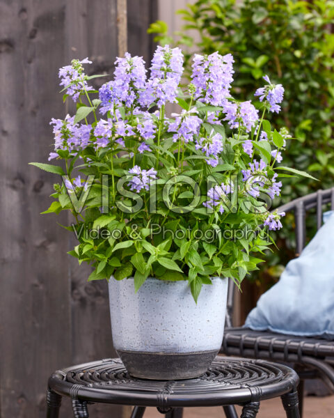 Nepeta Mr Blue Sky Nepeta Mr Blue Sky