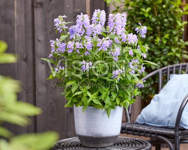 Nepeta Mr Blue Sky