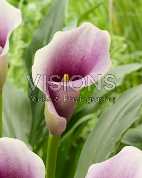Zantedeschia Captain Miró Zantedeschia Captain Miró
