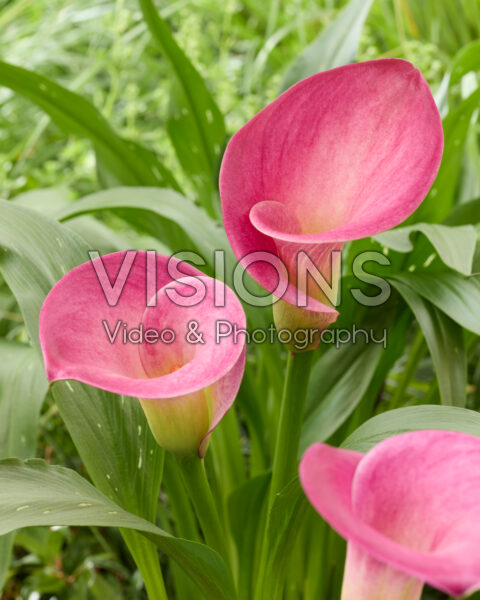 Zantedeschia Pretty Art Zantedeschia Pretty Art