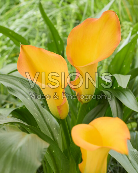 Zantedeschia Captain Serengeti