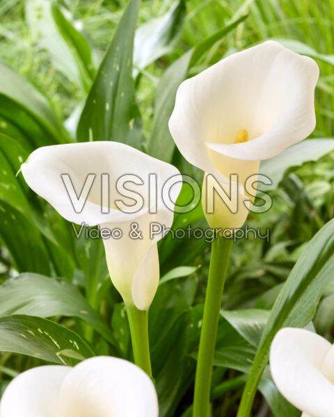 Zantedeschia Ivory Art Zantedeschia Ivory Art