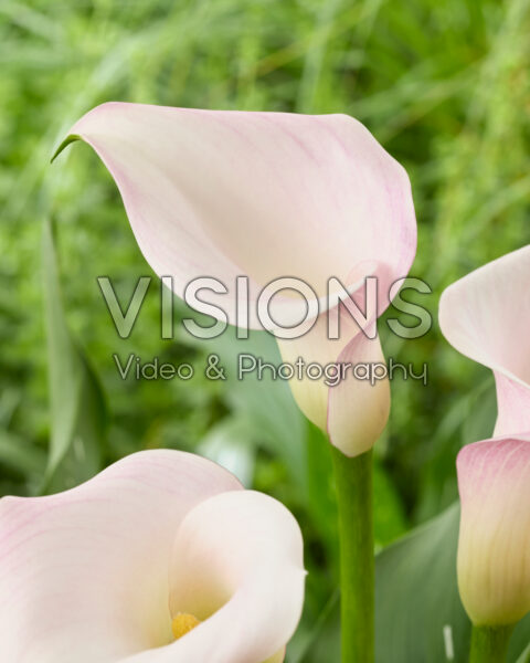 Zantedeschia Coral Charm Zantedeschia Coral Charm