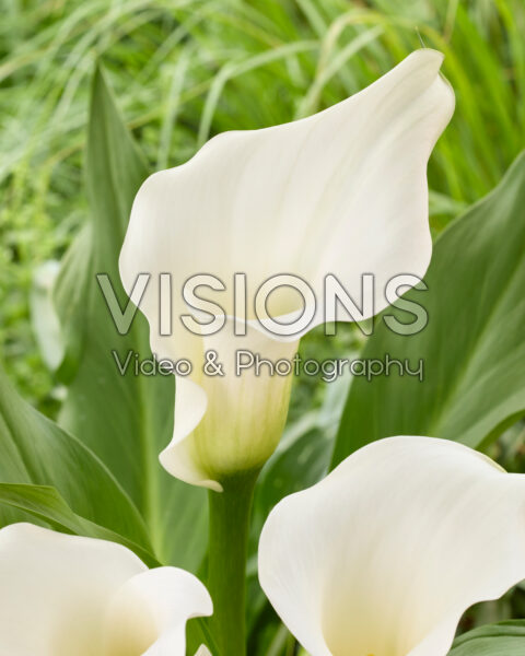 Zantedeschia Pure Art Zantedeschia Pure Art