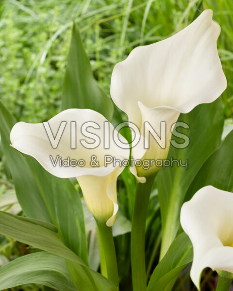 Zantedeschia Pure Art Zantedeschia Pure Art