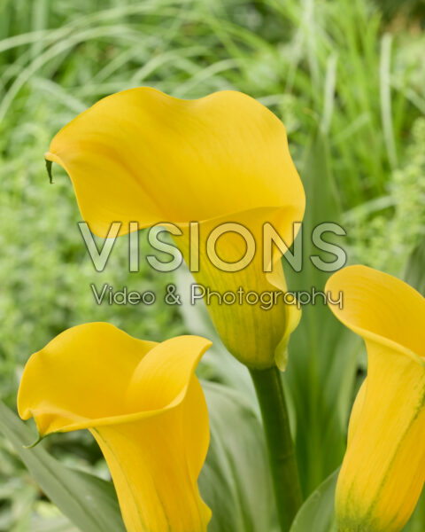 Zonnige kunst Zantedeschia 