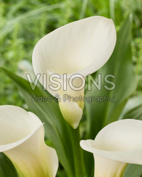 Zantedeschia White Art Zantedeschia White Art