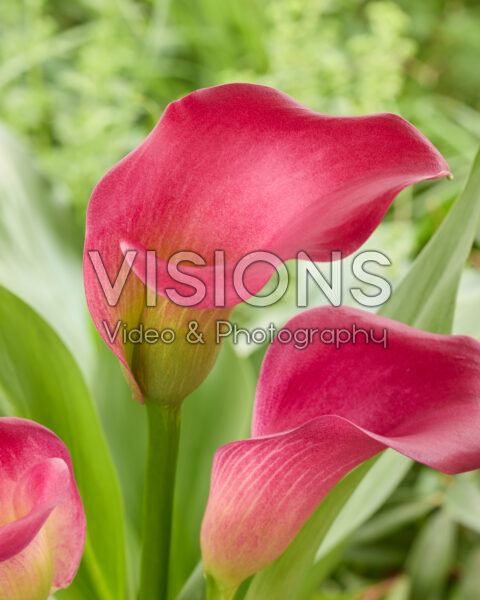 Zantedeschia Happy Art Zantedeschia Happy Art