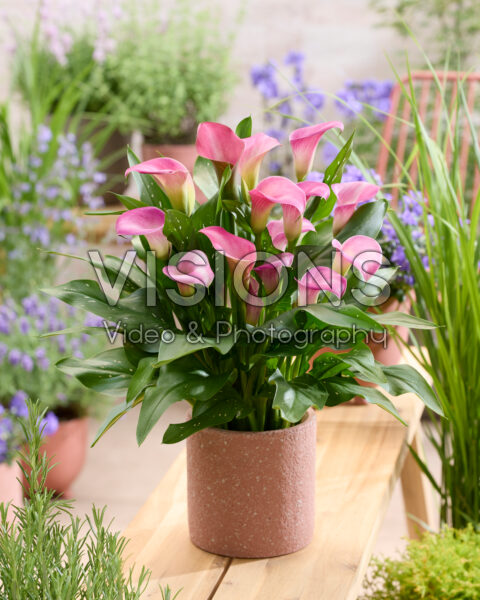 Zantedeschia Candy Art